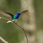 birdwatching manu national park