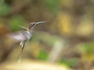 Birdwatching bioshepre manu national park